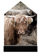 Huisje met foto Schotse hooglander