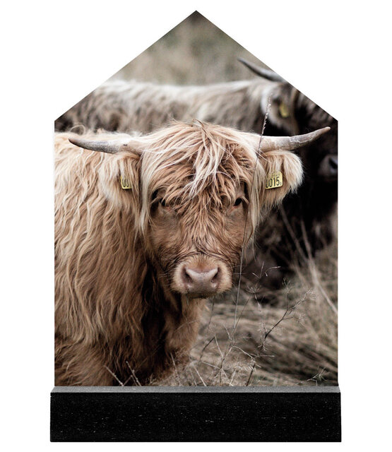 Huisje met foto Schotse hooglander