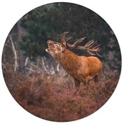 Muurcirkel foto hert