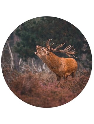 Muurcirkel (binnen) foto hert - 3 formaten