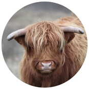 Muurcirkel foto Schotse hooglander