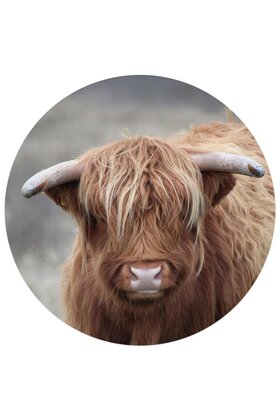 Muurcirkel (binnen) foto Schotse hooglander - 3 formaten