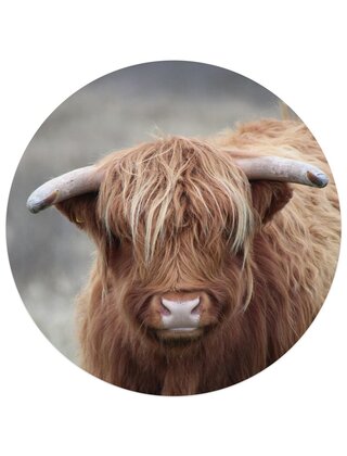 Muurcirkel (binnen) foto Schotse hooglander - 3 formaten