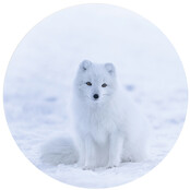 Muurcirkel foto  poolvos