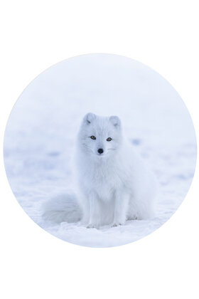 Muurcirkel (binnen) foto poolvos - 3 formaten