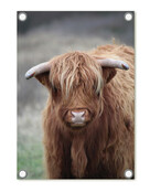 Tuinposter foto met Schotse hooglander | 60x80cm Tuinposter foto met Schotse hooglander | 60x80cm