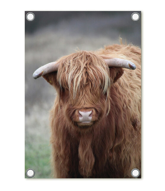 Tuinposter foto met Schotse hooglander | 60x80cm Tuinposter foto met Schotse hooglander | 60x80cm