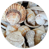 Tuincirkel/muurcirkel foto met schelpen perfect als wanddecoratie voor buiten en binnen Tuincirkel/muurcirkel foto met schelpen perfect als wanddecoratie voor buiten en binnen