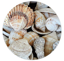 Tuincirkel/muurcirkel foto met schelpen perfect als wanddecoratie voor buiten en binnen