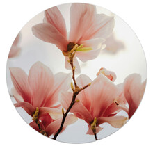 Tuincirkel/muurcirkel foto met magnolia perfect als wanddecoratie voor buiten en binnen