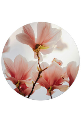 Tuincirkel (buiten) foto magnolia