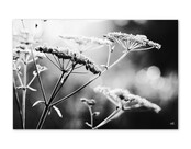 Inductiebeschermer voor inductieplaat – zwart wit foto bloemen  – bescherming & decoratie Inductiebeschermer voor inductieplaat – zwart wit foto bloemen  – bescherming & decoratie