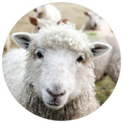 Muurcirkel met foto schaap