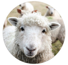 Muurcirkel met foto schaap