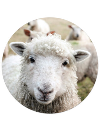 Muurcirkel (binnen) met foto schaap - 3 formaten