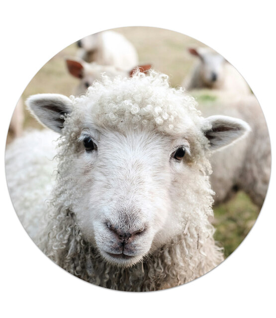 Muurcirkel met foto schaap
