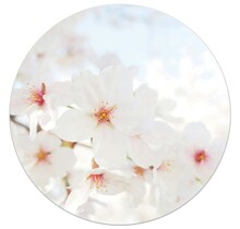 Tuincirkel foto bloesem – muurcirkel voor buiten