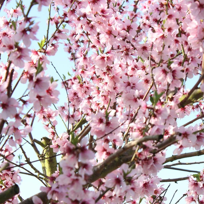 Blossom soap