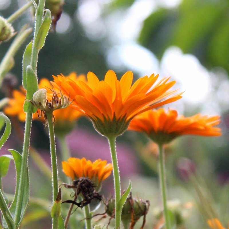 Werfzeep Calendulazeep