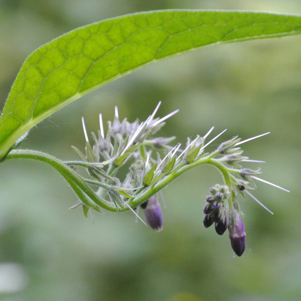 Werfzeep Comfrey