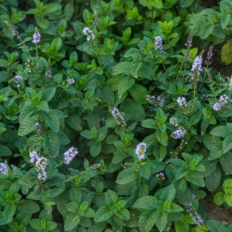 Werfzeep Comfrey