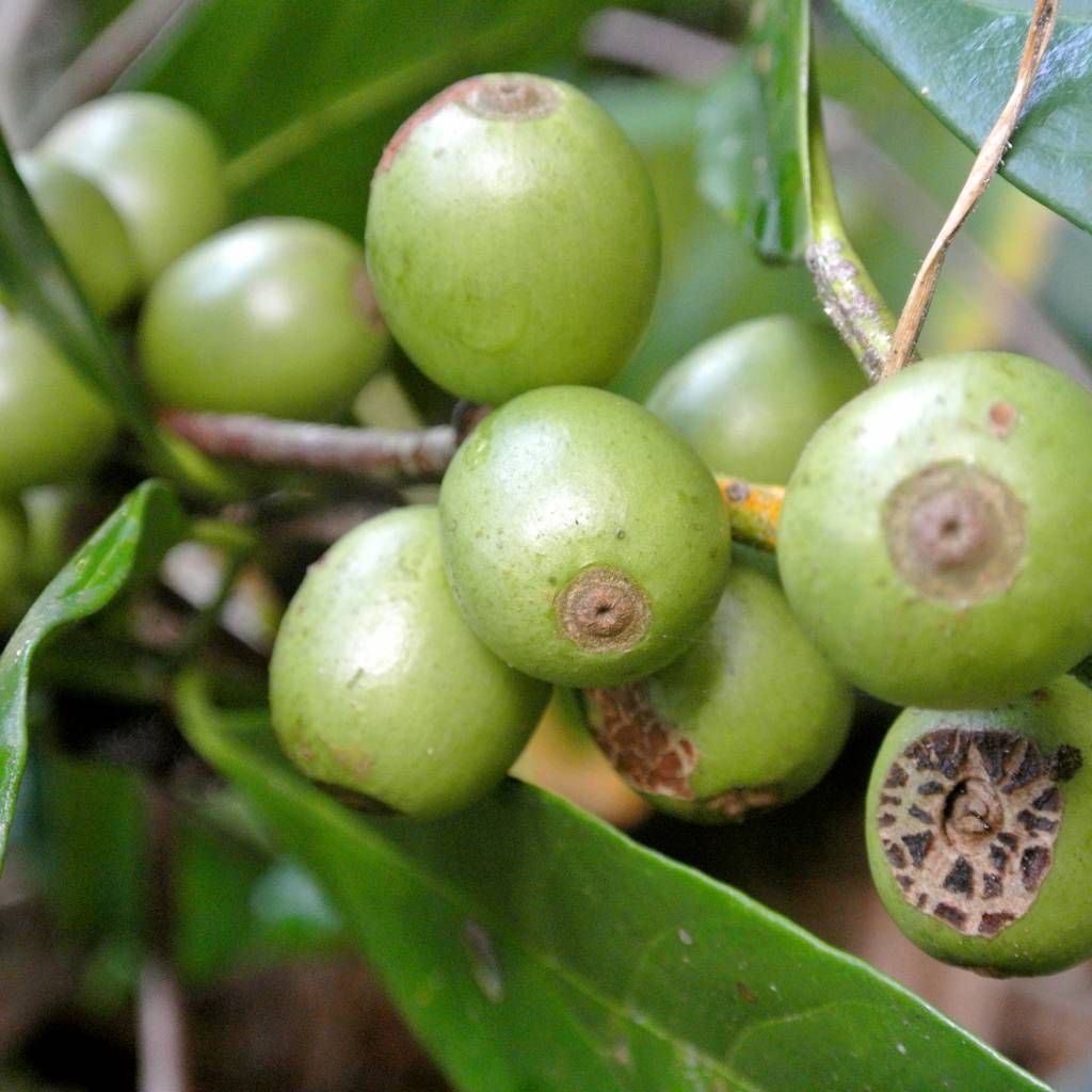 Werfzeep Koffiescrub