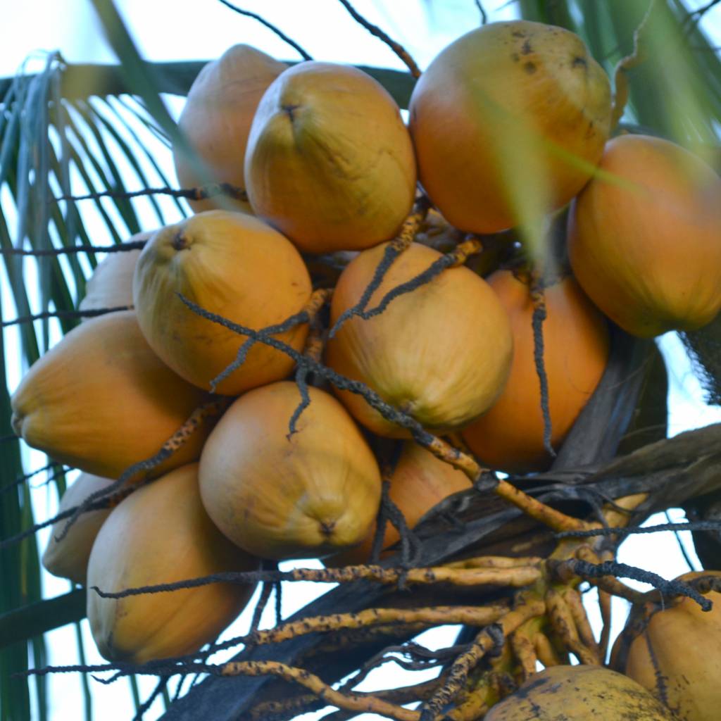 Werfzeep Koffiescrub