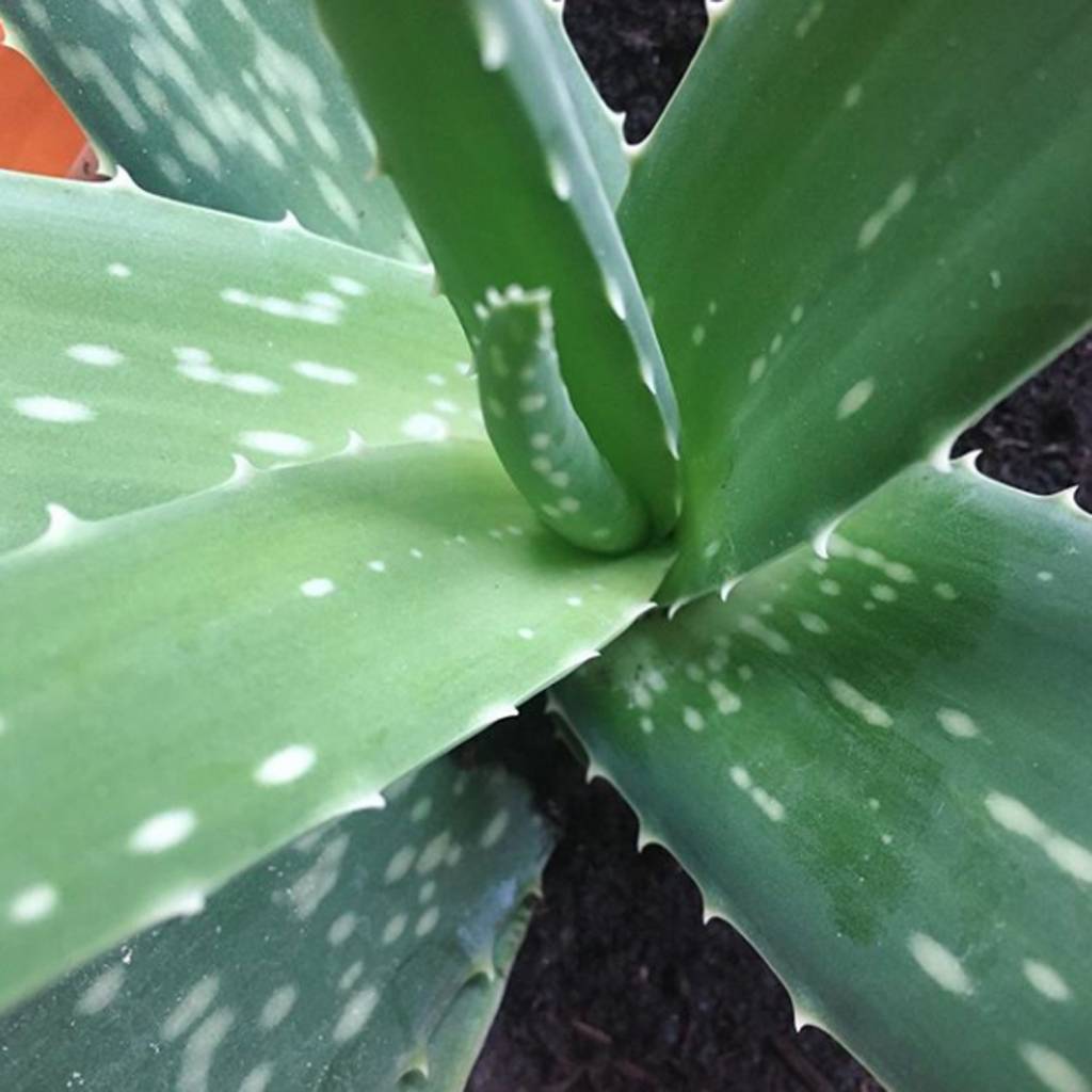 Werfzeep Kruidenzeep