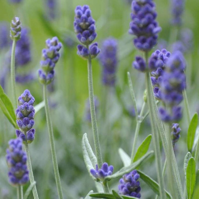 Lavender soap