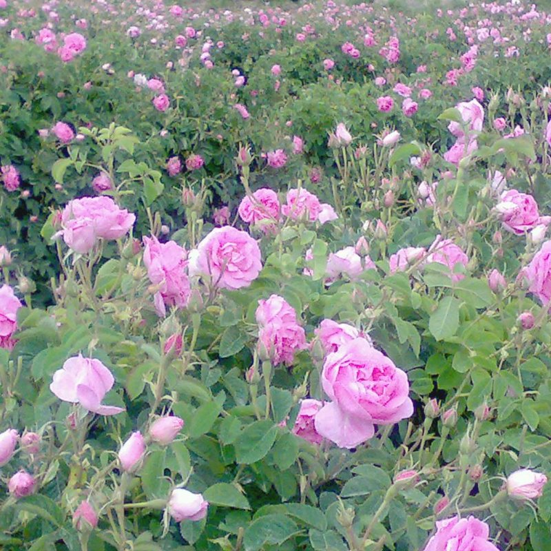 Werfzeep Rose soap