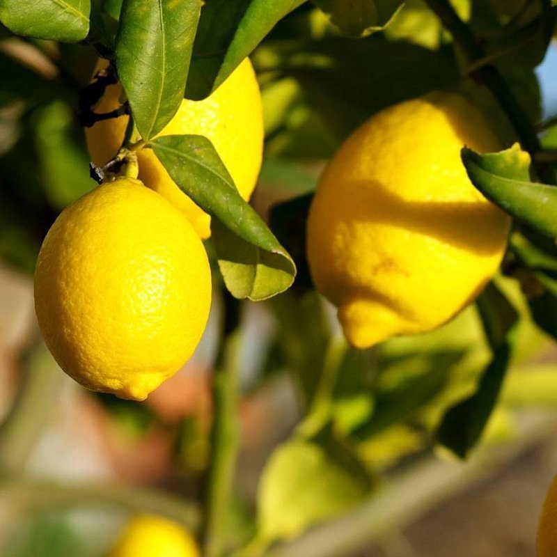 Werfzeep Household cleaning soap lemon