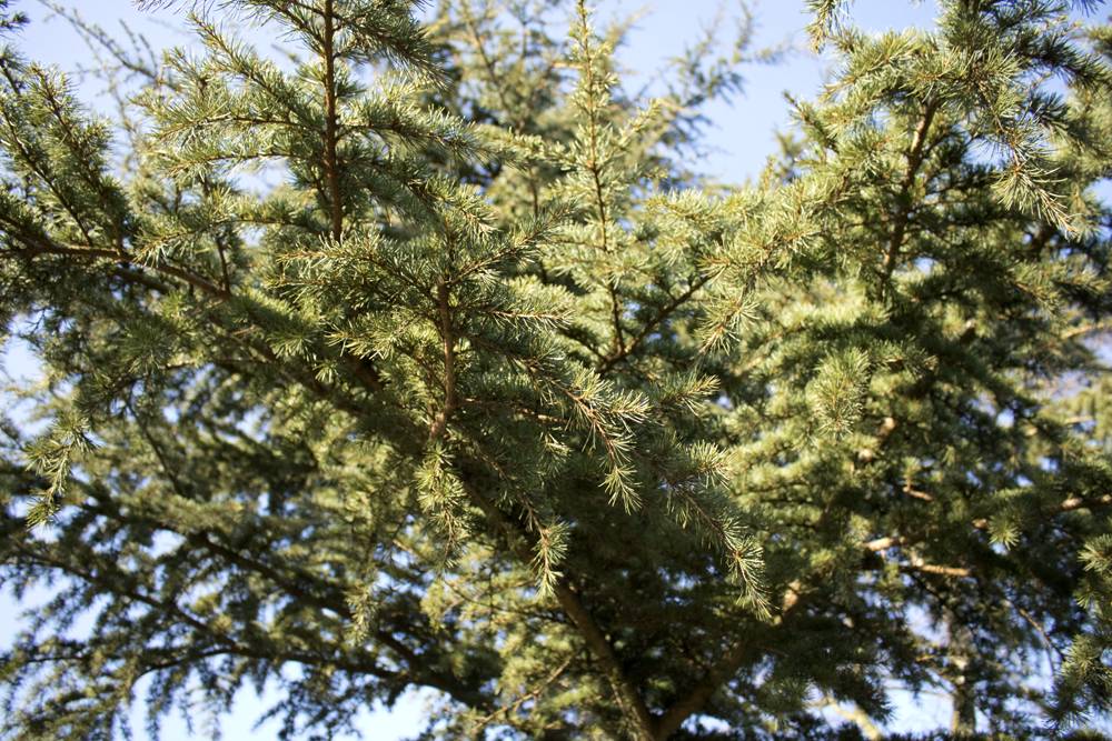 Werfzeep Botanische Tuinenzeep III - ceder & laurier