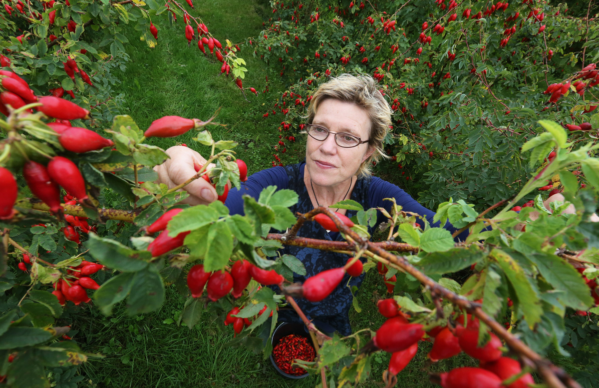 Werfzeep Rozenbottelzeep