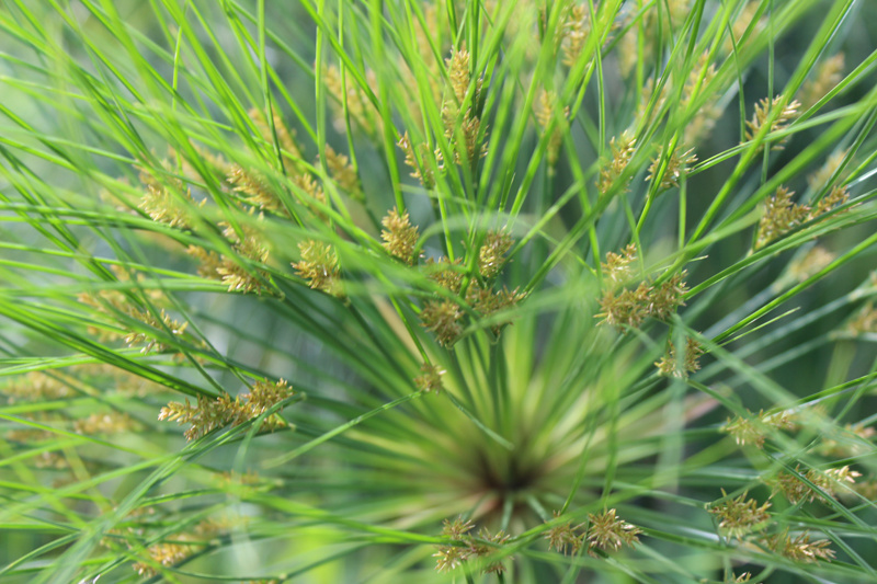 Werfzeep Botanische Tuinenzeep I