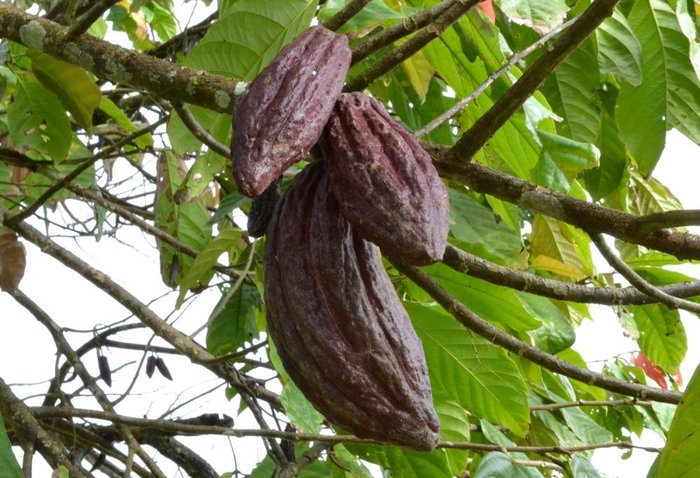 Cacao