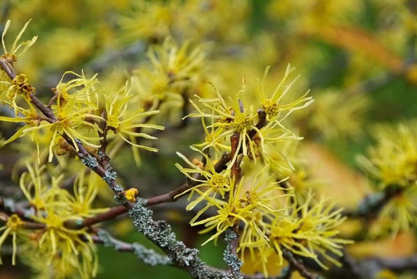 Ingrediënten - Hamamelis - Werfzeep | biologisch & handgemaakt