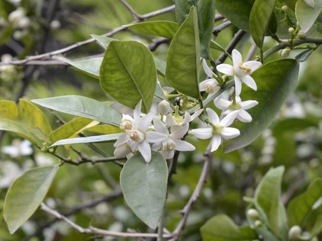 Neroli