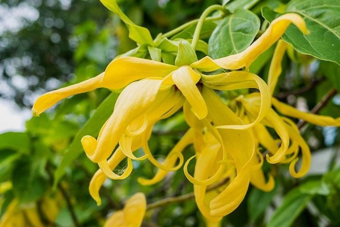 Ylang ylang