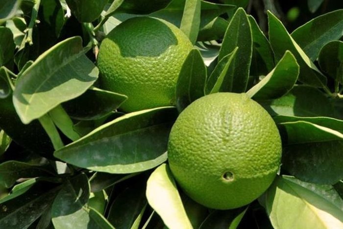 Bergamot