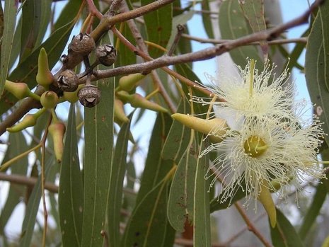 Eucalyptus