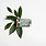 Werfzeep Botanische Tuinenzeep III - ceder & laurel