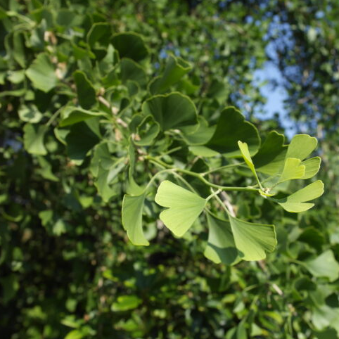 Werfzeep Salvezeep - Oude Hortus Utrecht