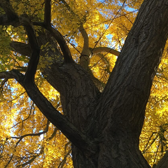 Werfzeep Salvezeep - Oude Hortus Utrecht