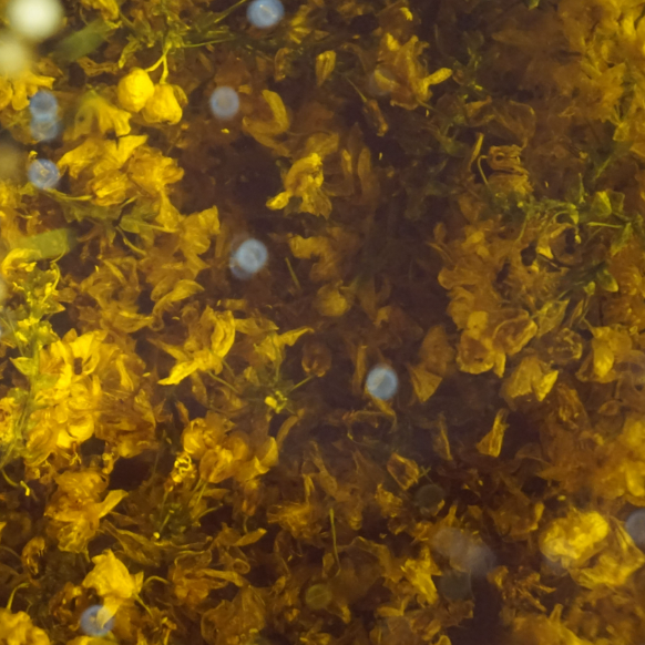 Werfzeep Salvezeep - Oude Hortus Utrecht