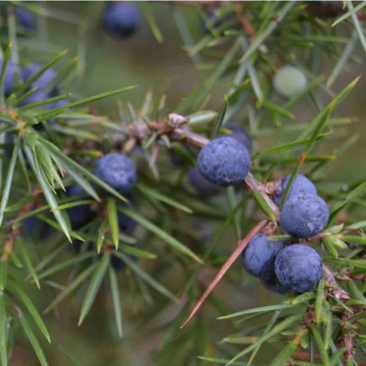 Werfzeep Seizoenszeep winter | van bos tot bad