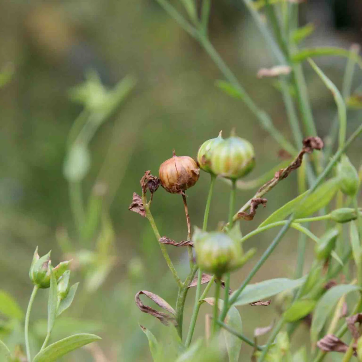 Werfzeep Seizoenszeep winter | van bos tot bad