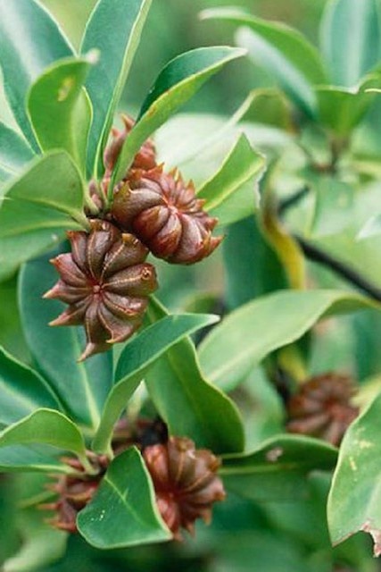 Werfzeep Seasonal soap Autumn