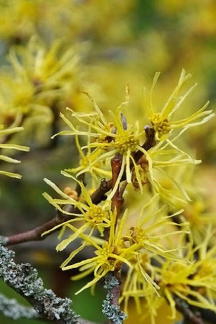 Werfzeep Seasonal soap Autumn