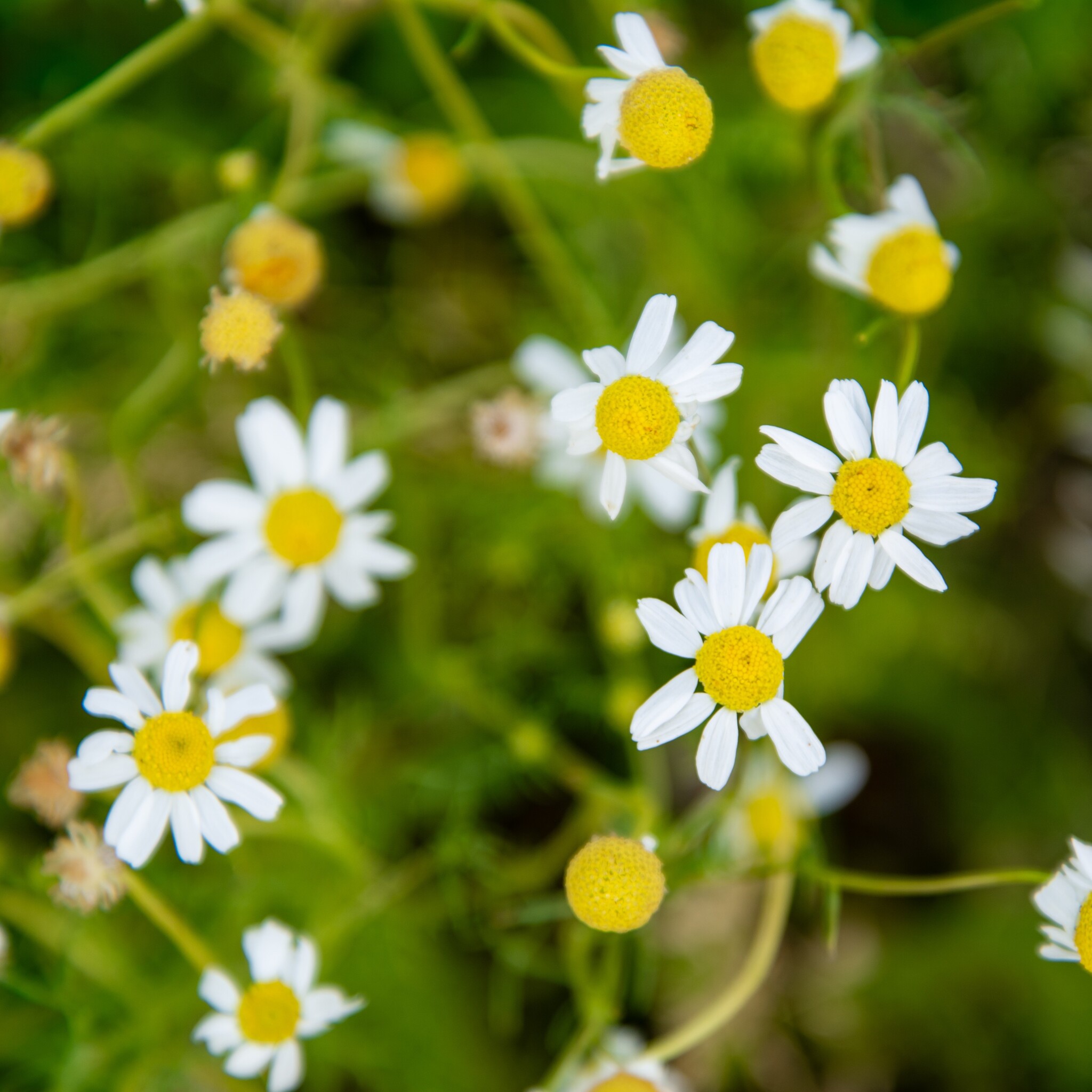 Werfzeep Cleanshampoo