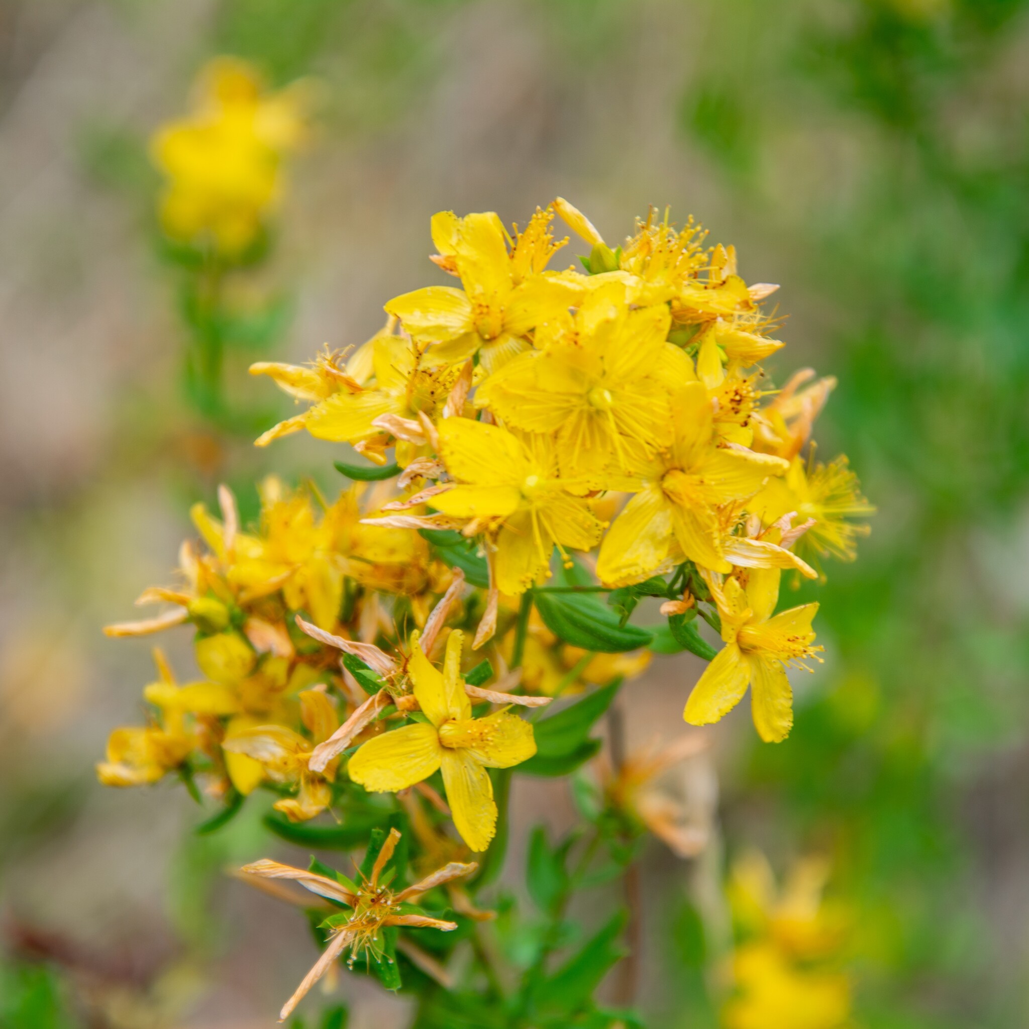 Werfzeep Cleanshampoo